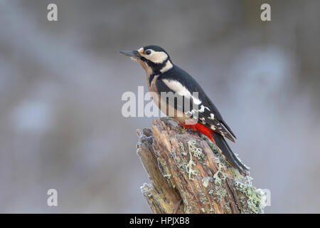 Buntspecht (Picoides major, Dendrocopos major) Weibchen im Winter auf Baumstamm sitzend, Siegerland Stockfoto