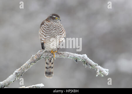 Northern Sperber (Accipiter nisus), Weibliche am Gefrierpunkt auf Zweig, Siegerland, NRW Stockfoto