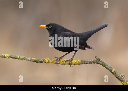 Blackbird, Amsel (Turdus merula), männlich sitzen auf Ast, Siegerland, NRW, Deutschland Stockfoto
