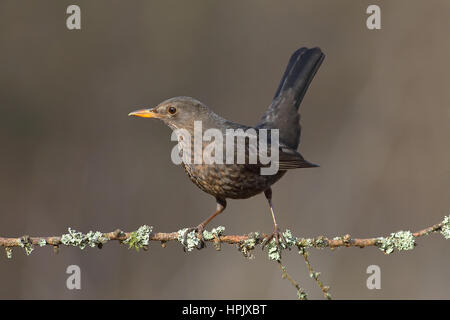 Amsel (Turdus merula), Weibliche sitzen auf Ast, Siegerland, NRW, Deutschland Stockfoto