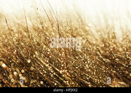 Wassertropfen glitzern auf Strandhafer während des Sonnenuntergangs. Stockfoto