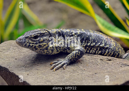 Argentinischen Schwarz Weiß Tegu (Tupinambis merianae), Captive, vorkommen Argentinien Stockfoto