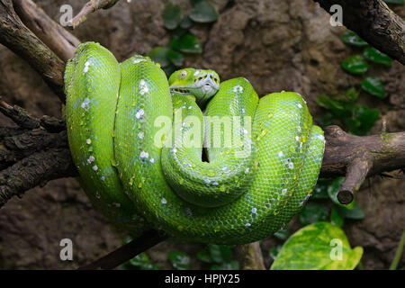Green Tree python (Morelia viridis), hängt am Baum, Captive, Asien, Australien Stockfoto