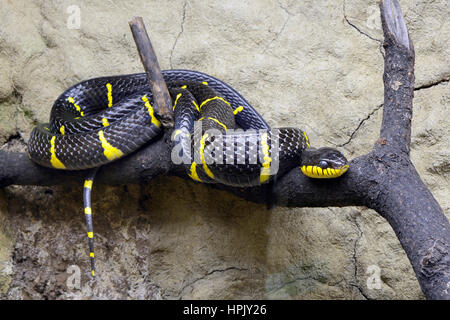 Mangrove tree snake (Boiga dendrophila) auf Zweig, Captive, Vorkommen in Asien Stockfoto