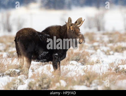 Junge Jährling Elchbullen in Wüsten-Beifuß und Bitterbrush Wiese auf Nahrungssuche Stockfoto