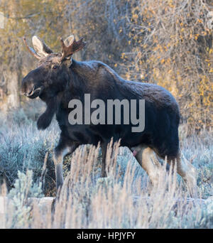 Junger Stier Elch im Wald im hohen Grass mit herbstlichen Bäumen spazieren Stockfoto
