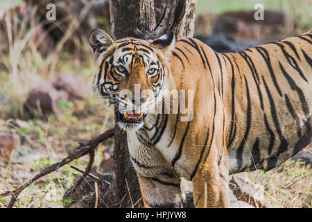 Royal Bengal Tigerin namens Krishna aus Ranthambore Forest beobachten Stockfoto