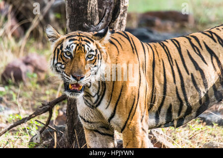 Tigerin namens Krishna aus Ranthambore Tiger Reserve Stockfoto