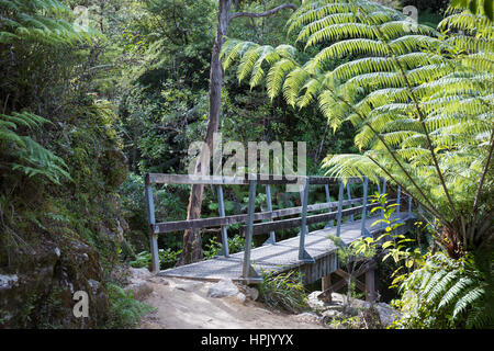 Abel Tasman National Park, Tasman, Neuseeland. Typische Fußgängerbrücke und native Baumfarne auf dem Abel Tasman Coast Track in der Nähe von Marahau. Stockfoto