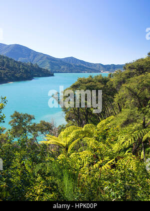 Te Mahia, Marlborough, Neuseeland. Blick über das türkisfarbene Wasser des Kenepuru Sound von bewaldeten Hügeln, Baumfarne im Vordergrund. Stockfoto