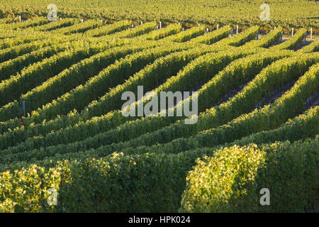 Blenheim, Marlborough, Neuseeland. Wellige Reihen der Weinstöcke in einem typischen Weinberg in der Nähe von Renwick, am frühen Morgen. Stockfoto