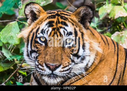 Begegnung mit Royal Bengal Tiger namens Ustaad Stockfoto