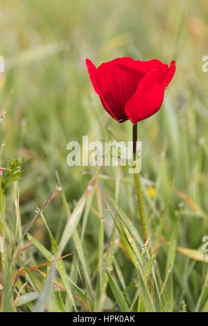 Blühende rote Anemonen in der Wiese Stockfoto