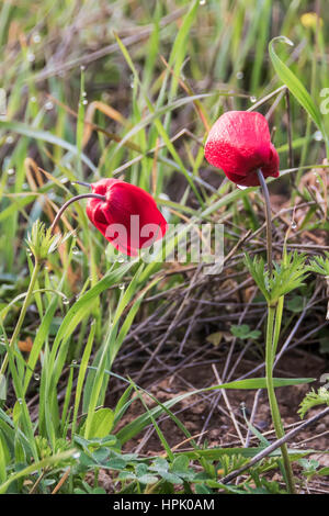 Blühende rote Anemonen in der Wiese Stockfoto