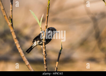 Pied Bush Chat Peched & neugierig auf die Angabe zum Objektiv Stockfoto