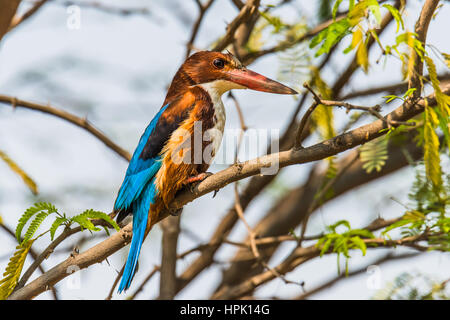 Weiße-throated Kingfisher gehockt Stockfoto