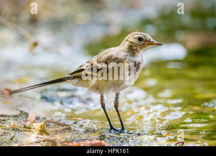 Junge weiße Bachstelze (Motacilla Alba) Vogel auf dem Sand in der Nähe von Wasser Stockfoto