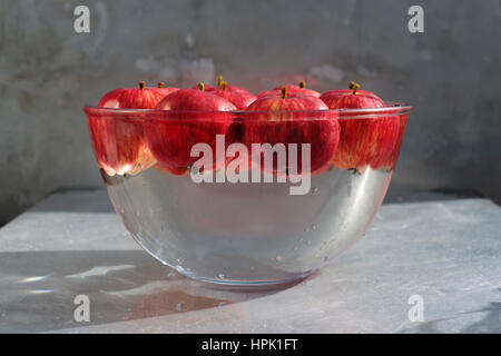 Ducking für Äpfel. Gelber Kunststoff Ente genießen einen guten Spritzer über in eine Schüssel mit Wasser und rote Äpfel. Stockfoto