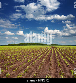 Landschaft mit Feld und blauer Himmel Stockfoto