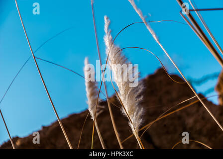 Sorghastrum indische Graspflanzen Stockfoto