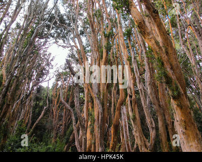 Orange Bäume von Mapuches Park in San Carlos de Bariloche, Patagonien - Argentinien Stockfoto