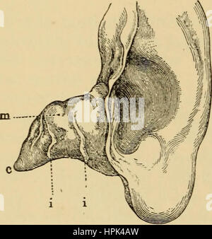 "Erkrankungen des Ohrs: ein Lehrbuch für Praktiker und Studenten der Medizin" (1900) Stockfoto