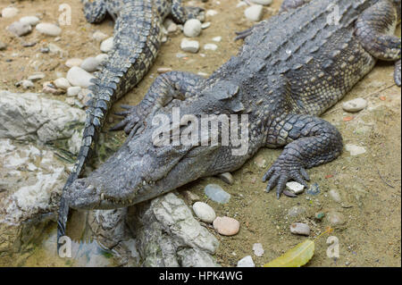 Krokodile schlafen im Zoo, Bangkok, Thailand Stockfoto