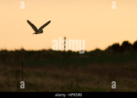 Bempton Klippen, Ost Riding of Yorkshire, Vereinigtes Königreich. 22. Februar 2017. Sumpfohreule Kasernierung über die Felder im Bempton Klippen RSPB Naturreservat bei Sonnenuntergang. Bildnachweis: Rebecca Cole/Alamy Live-Nachrichten Stockfoto