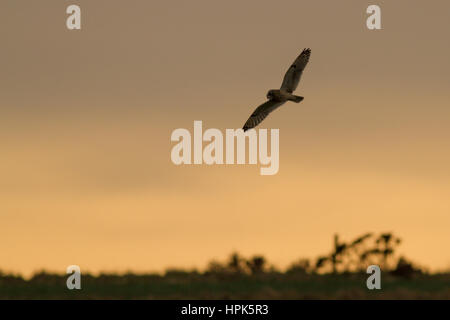 Bempton Klippen, Ost Riding of Yorkshire, Vereinigtes Königreich. 22. Februar 2017. Sumpfohreule Kasernierung über die Felder im Bempton Klippen RSPB Naturreservat bei Sonnenuntergang. Bildnachweis: Rebecca Cole/Alamy Live-Nachrichten Stockfoto