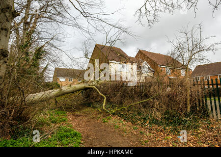 Burton Latimer, UK. 23. Februar 2017. Burton Latimer, UK. 23. Februar 2017. Ein großer Baum ist aus Waldgebiet, Absturz durch Zaun und auf ein Haus und Auto gesprengt. Bildnachweis: Michael Innes/Alamy Live-Nachrichten Stockfoto