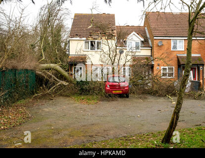 Burton Latimer, UK. 23. Februar 2017. Burton Latimer, UK. 23. Februar 2017. Ein großer Baum ist aus Waldgebiet, Absturz durch Zaun und auf ein Haus und Auto gesprengt. Bildnachweis: Michael Innes/Alamy Live-Nachrichten Stockfoto