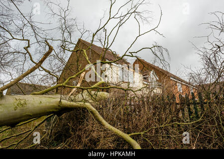 Burton Latimer, UK. 23. Februar 2017. Burton Latimer, UK. 23. Februar 2017. Ein großer Baum ist aus Waldgebiet, Absturz durch Zaun und auf ein Haus und Auto gesprengt. Bildnachweis: Michael Innes/Alamy Live-Nachrichten Stockfoto