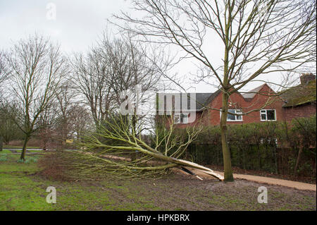 Staffordshire, West Midlands. 23. Februar 2017. Großbritannien Wetter. Doris Teige Staffordshire in den West Midlands zu stürmen. Ein Baum gliedert sich in zwei Hälften in Lichfield, Staffordshire, vom Wind Böen bei 65 km/h. Es verfehlt nur knapp ein Haus daneben. Bildnachweis: Richard Grange/Alamy Live-Nachrichten Stockfoto