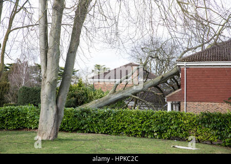 Maidenhead, UK. 23. Februar 2017. Ein großer Baum hat ein Haus durch Sturm Doris wurden auf gebracht unten verursacht erhebliche Schäden. Bildnachweis: Mark Kerrison/Alamy Live-Nachrichten Stockfoto