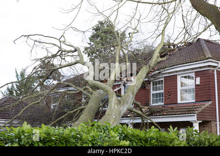 Maidenhead, UK. 23. Februar 2017. Ein großer Baum hat ein Haus durch Sturm Doris wurden auf gebracht unten verursacht erhebliche Schäden. Bildnachweis: Mark Kerrison/Alamy Live-Nachrichten Stockfoto