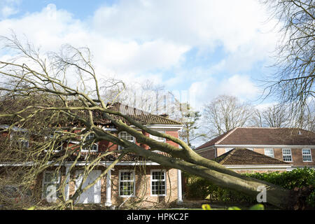 Maidenhead, UK. 23. Februar 2017. Ein großer Baum hat ein Haus durch Sturm Doris wurden auf gebracht unten verursacht erhebliche Schäden. Bildnachweis: Mark Kerrison/Alamy Live-Nachrichten Stockfoto