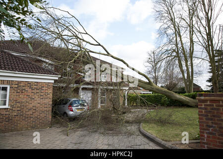 Maidenhead, UK. 23. Februar 2017. Ein großer Baum hat ein Haus durch Sturm Doris wurden auf gebracht unten verursacht erhebliche Schäden. Bildnachweis: Mark Kerrison/Alamy Live-Nachrichten Stockfoto