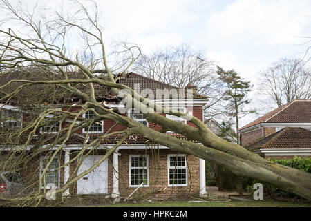 Maidenhead, UK. 23. Februar 2017. Ein großer Baum hat ein Haus durch Sturm Doris wurden auf gebracht unten verursacht erhebliche Schäden. Bildnachweis: Mark Kerrison/Alamy Live-Nachrichten Stockfoto