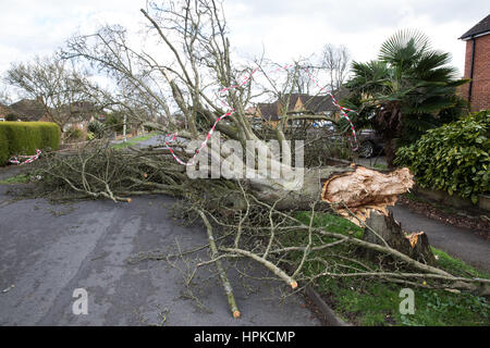 Maidenhead, UK. 23. Februar 2017. Ein Baum von Sturm Doris gebracht blockiert eine Straße. Bildnachweis: Mark Kerrison/Alamy Live-Nachrichten Stockfoto