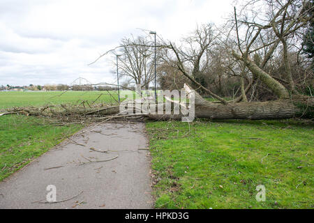 London, UK. 23. Februar 2017. Einen großen umgestürzten Baum blockiert den Zugriff auf einen Pfad, der nach einem Sturm am Northwick Park. Bildnachweis: Michael Tubi/Alamy Live-Nachrichten Stockfoto