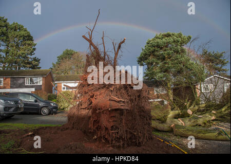 Staffordshire, West Midlands, UK. 23. Februar 2017. Doris Teige Staffordshire in den West Midlands zu stürmen. Wind Böen bei 65 km/h niederzuschlagen ein riesiger Baum am Woodfields Drive, Lichfield, Staffordshire, blockiert die Straße und stoppen Bewohner am Ende des Culdesac in ihre Autos verlassen. Als Rat Mittel ausgereizt sind soll die Anwohner arbeiten mit Kettensägen und Achsen riesigen Baum und die Trümmer von hand löschen. Ein Regenbogen entsteht über den umgestürzten Baum. Bildnachweis: Richard Grange/Alamy Live-Nachrichten Stockfoto