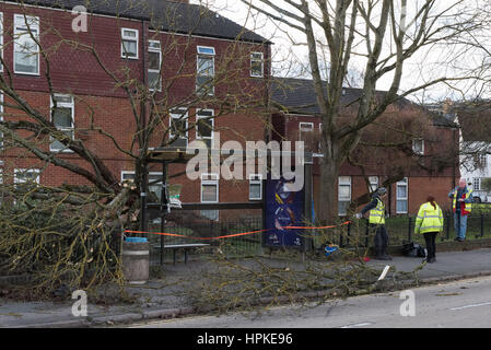 High Wycombe, England. 23. Februar 2017. Ein großer Baum fallen auf ein Bushäuschen bei Sturm Doris in Hign Wycombe. Die Wartehalle wurde schwer beschädigt. Verkehr war auf London Road (A40) gestört, während Belegschaft des Baums gelöscht und der Wartehalle war abgesperrt. Bildnachweis: Peter Manning/Alamy Live-Nachrichten Stockfoto