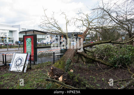 High Wycombe, England. 23. Februar 2017. Ein großer Baum fallen auf ein Bushäuschen bei Sturm Doris in Hign Wycombe. Die Wartehalle wurde schwer beschädigt. Verkehr war auf London Road (A40) gestört, während Belegschaft des Baums gelöscht und der Wartehalle war abgesperrt. Bildnachweis: Peter Manning/Alamy Live-Nachrichten Stockfoto