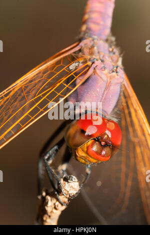 Insbesondere der Libelle Stockfoto