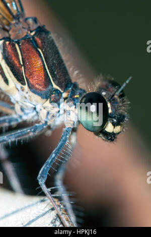 besonders an einem Damselfly ruht auf einem Blatt in einer Wiese Stockfoto