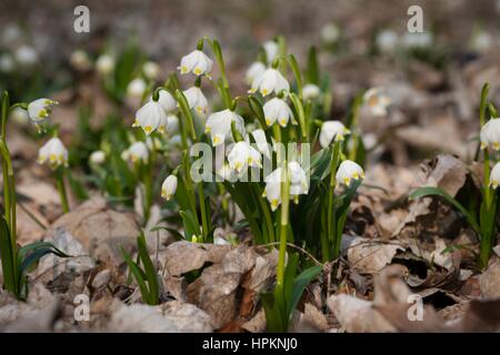 Frühling-Schneeflocke wächst wild im mittleren und südlichen Europa, mit Ausnahme des Mittelmeers. Stockfoto