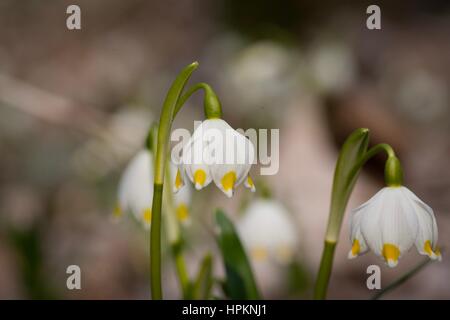 Frühling-Schneeflocke wächst wild im mittleren und südlichen Europa, mit Ausnahme des Mittelmeers. Stockfoto