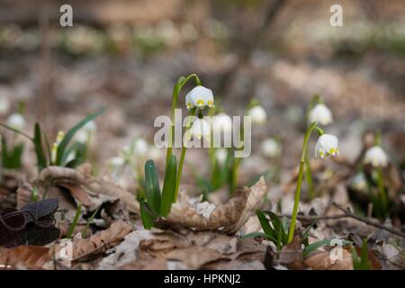 Frühling-Schneeflocke wächst wild im mittleren und südlichen Europa, mit Ausnahme des Mittelmeers. Stockfoto