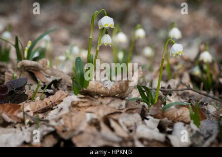 Frühling-Schneeflocke wächst wild im mittleren und südlichen Europa, mit Ausnahme des Mittelmeers. Stockfoto