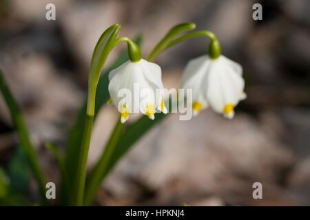 Frühling-Schneeflocke wächst wild im mittleren und südlichen Europa, mit Ausnahme des Mittelmeers. Stockfoto